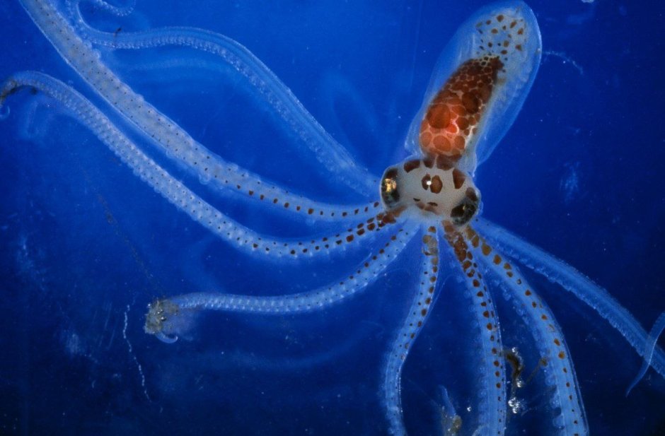 Осьминог японского моря