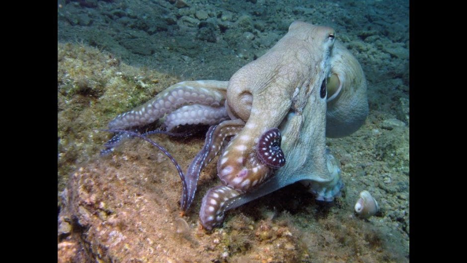 Осьминоги красное море в Египте