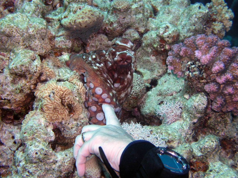 Подводный мир красного моря осьминог
