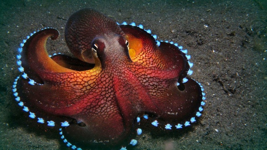 Каракатица красное море