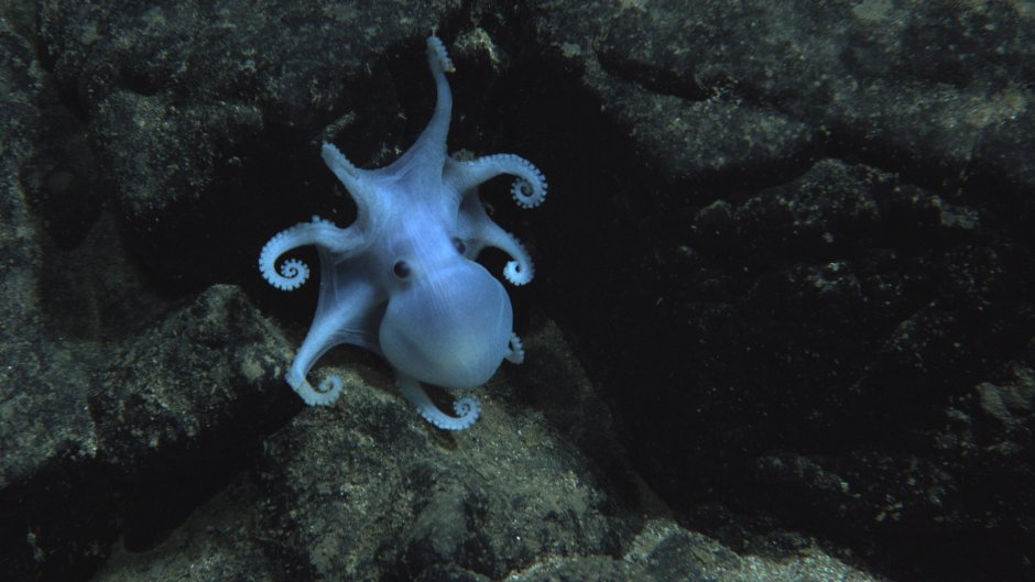 Кораллы красное море Египет мурены