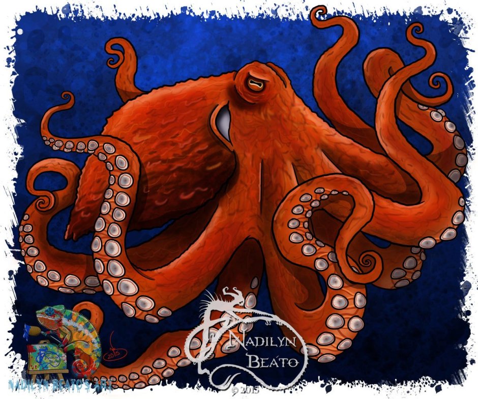 Gentle giant Octopus 1972