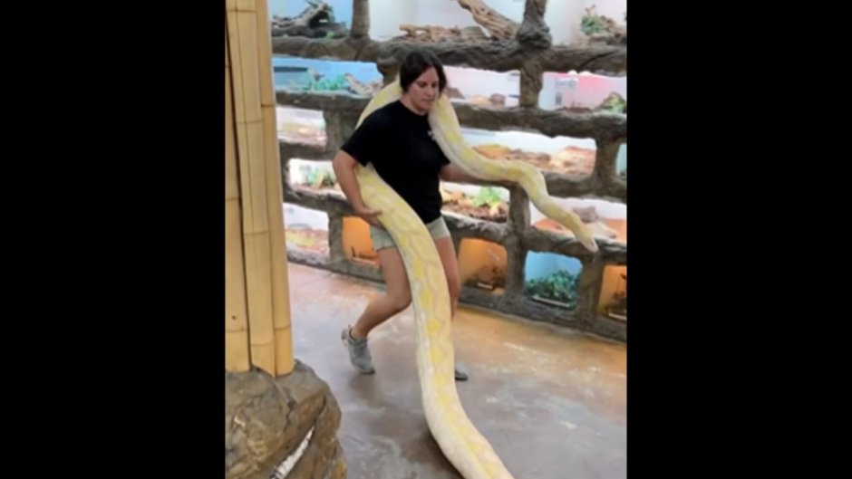 Королевский питон pied