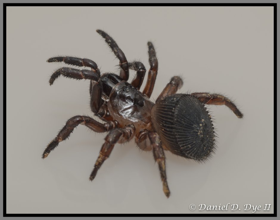 Cyclocosmia truncata паук Циклокосмия