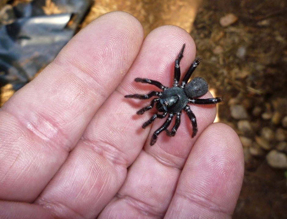 Паук Cyclocosmia ricketti