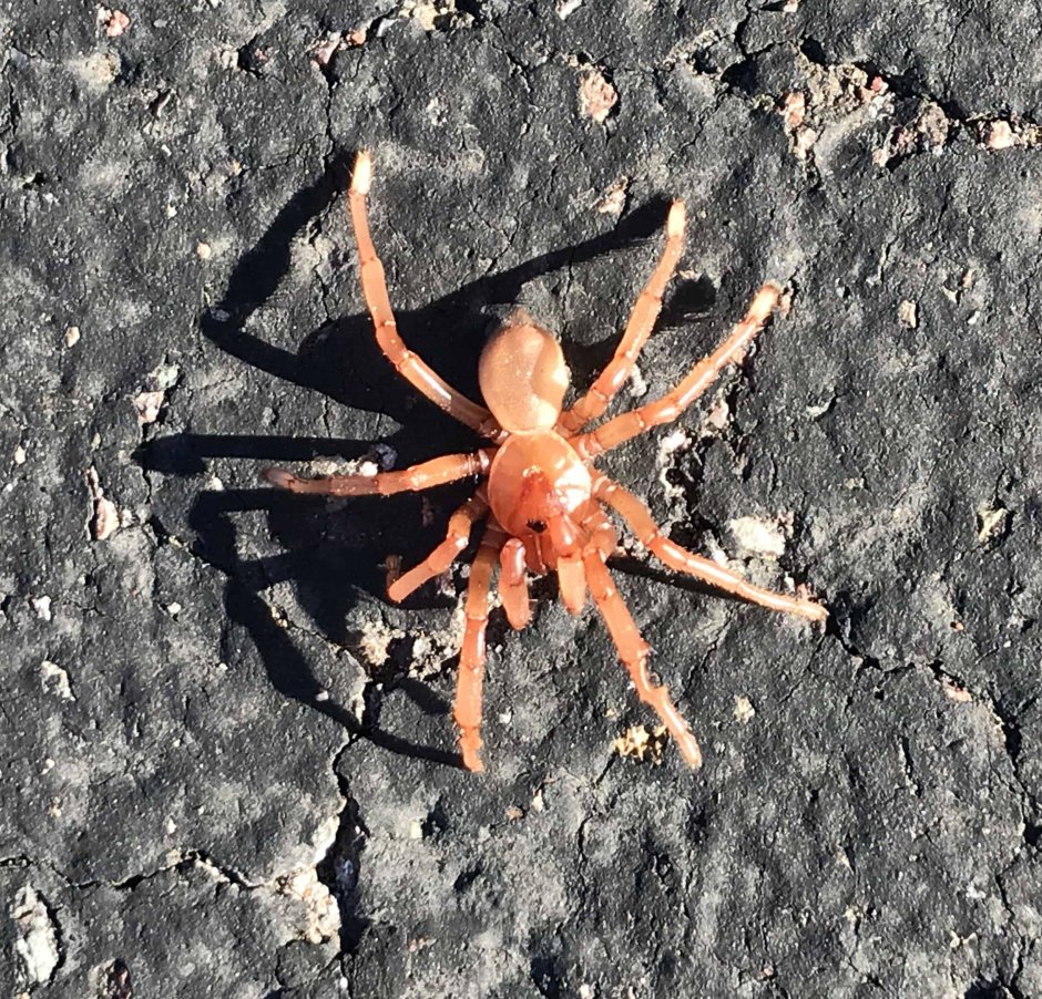 Cyclocosmia latusicosta