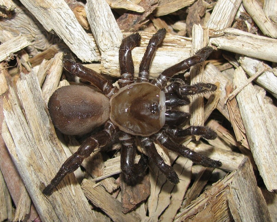 Ctenizidae глаза