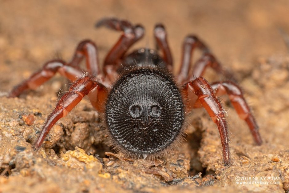 Cyclocosmia truncata паук Циклокосмия