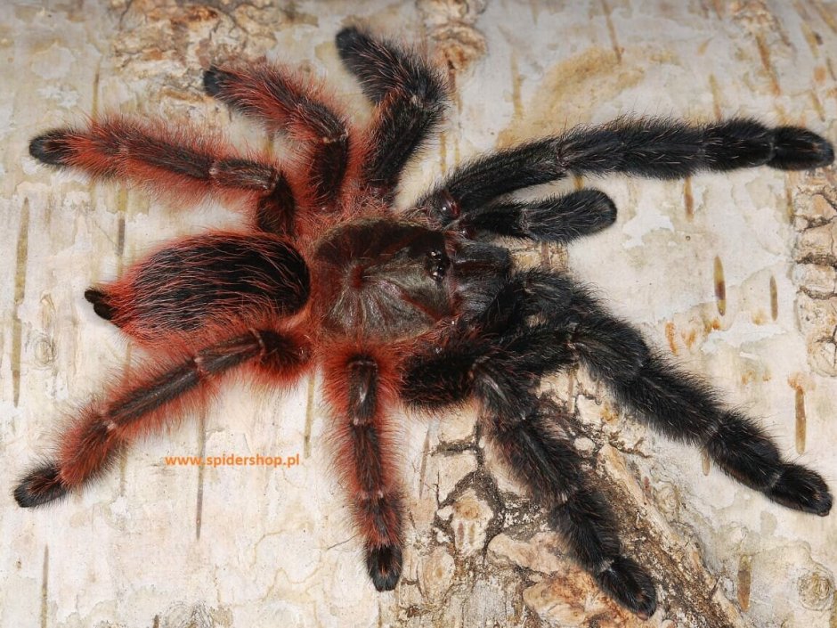 African Trapdoor Spider