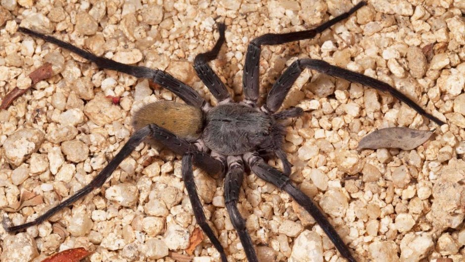 Australian Trapdoor Spider