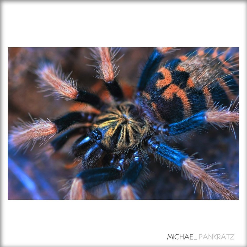 Cyclocosmia truncata паук Циклокосмия