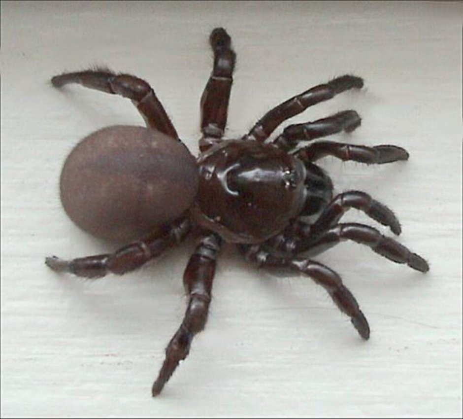 Brachypelma boehmei в природе