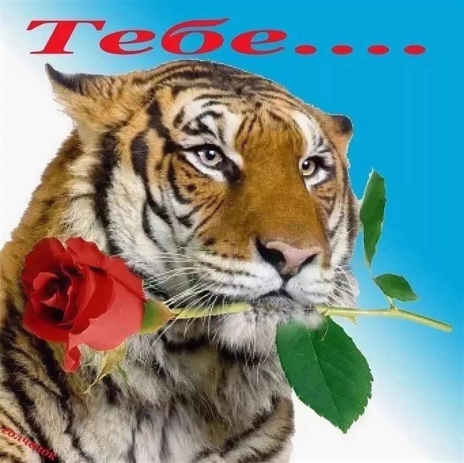 Открытка с тигром