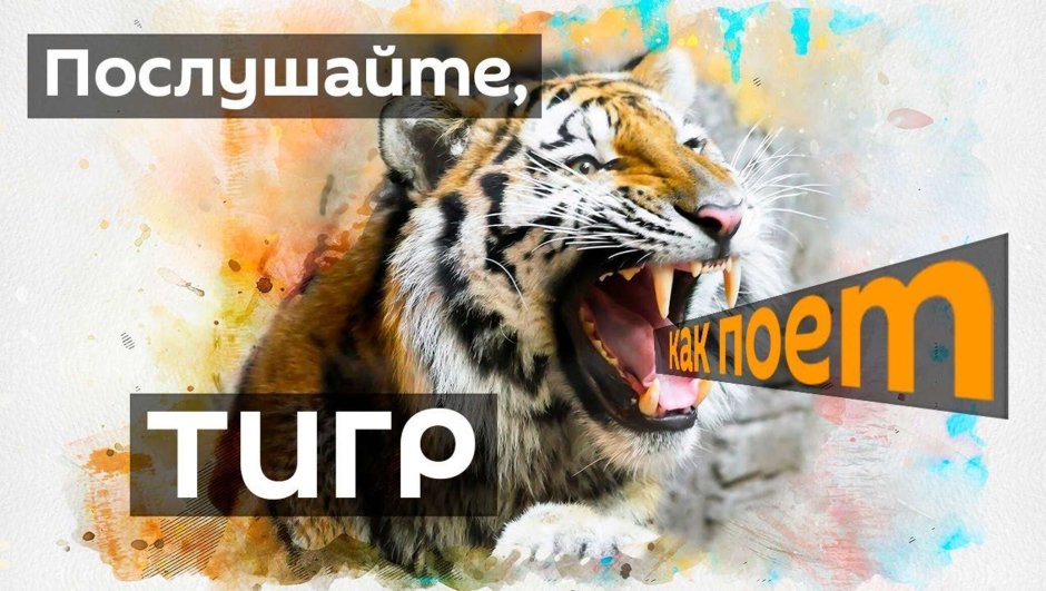 Тигр зверь
