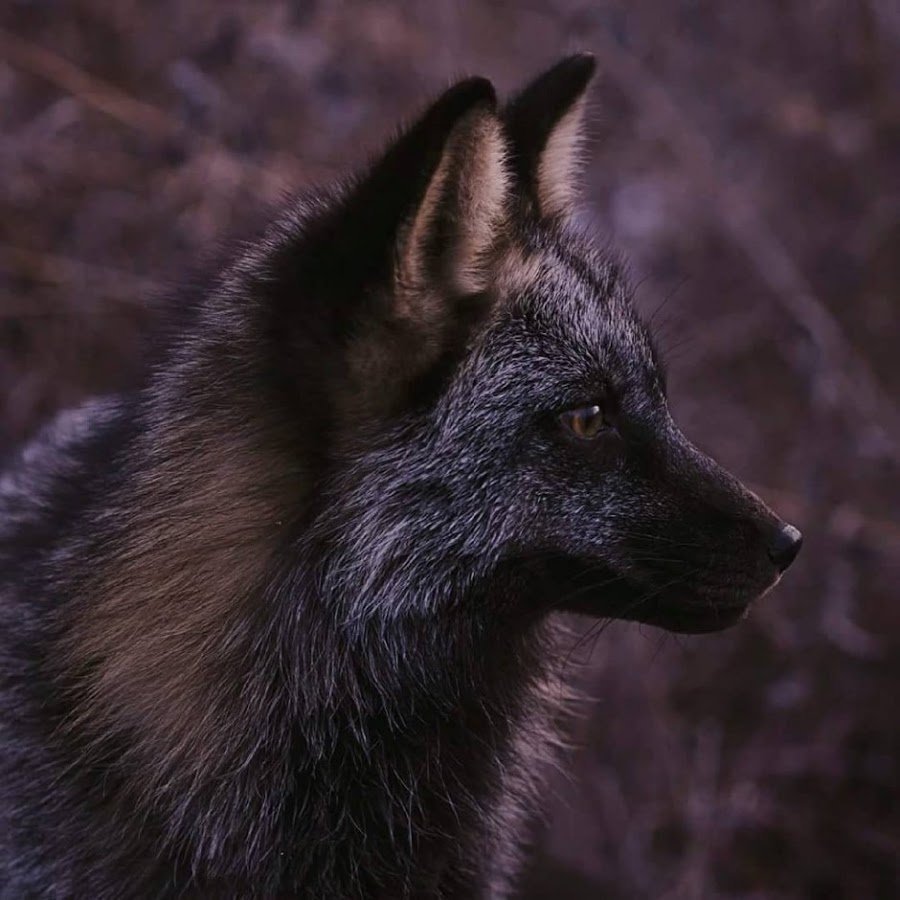 Лиса чернобурка