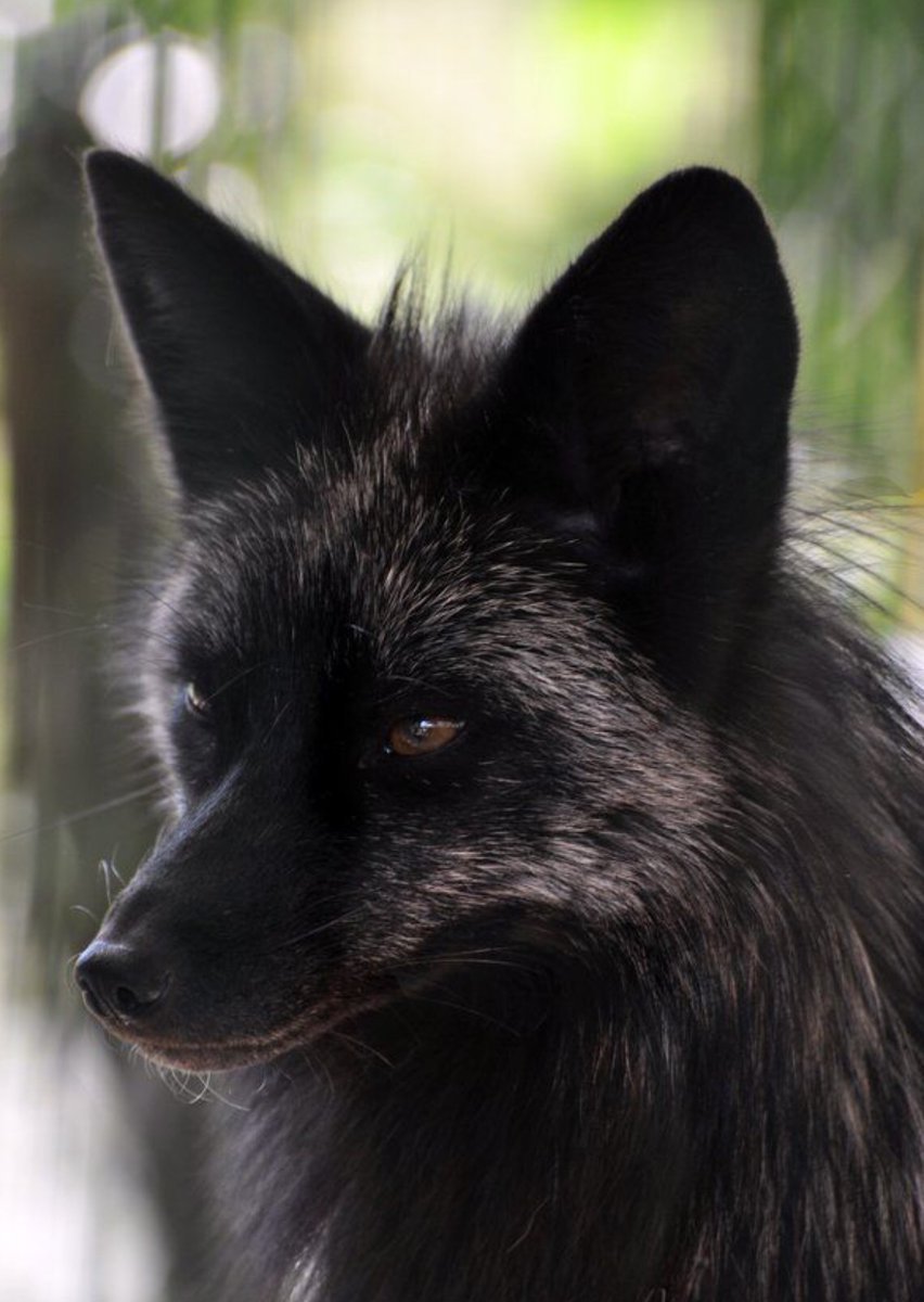 Черно бурый Лис