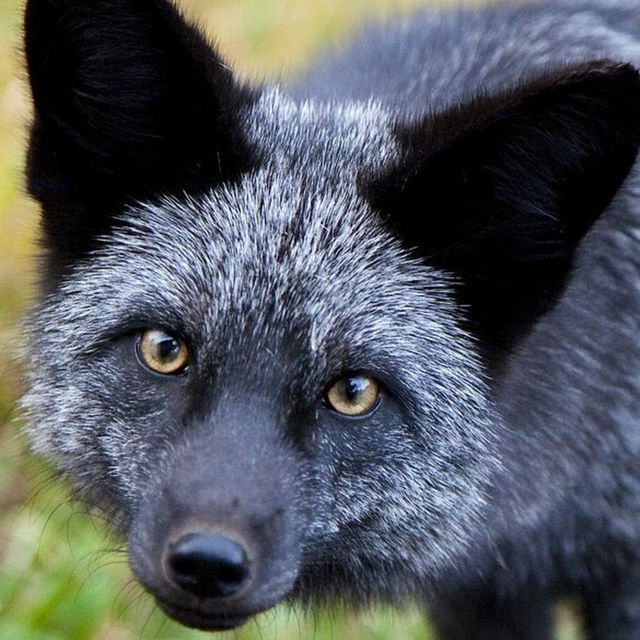 Чернобурая лисица и песец