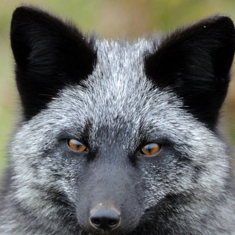 Чернобурый песец и рыжая лиса