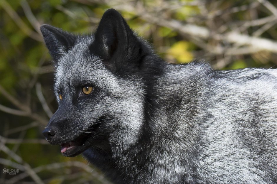 Черно-бурая лисица (Silver Fox)