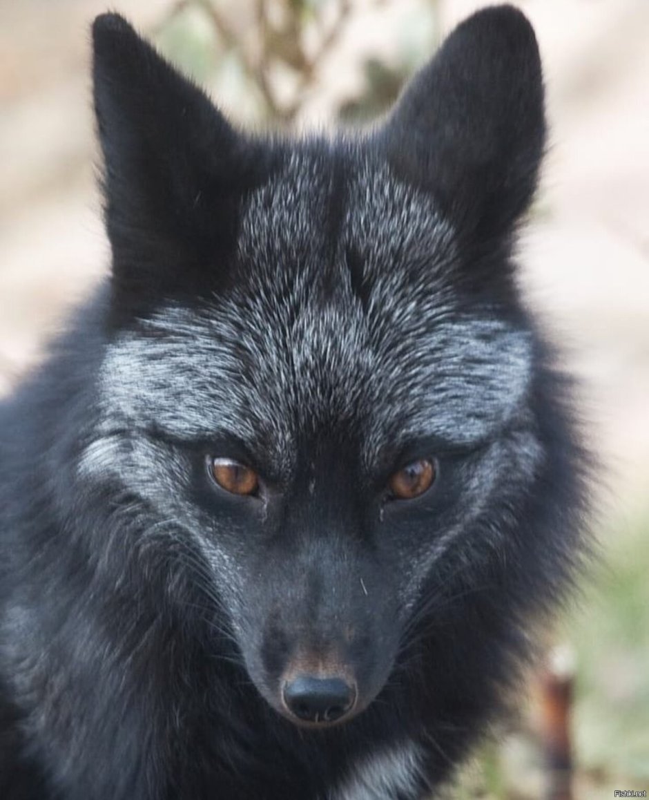 Иссиня-чёрный Лис