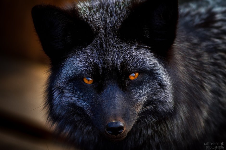 Чернобурая лисица