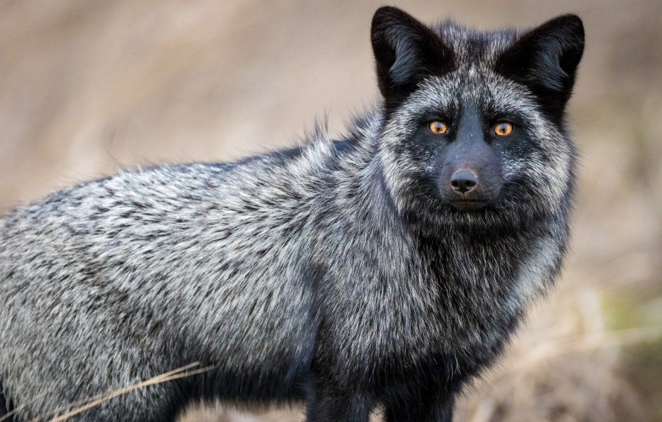 Канадская лиса чернобурка