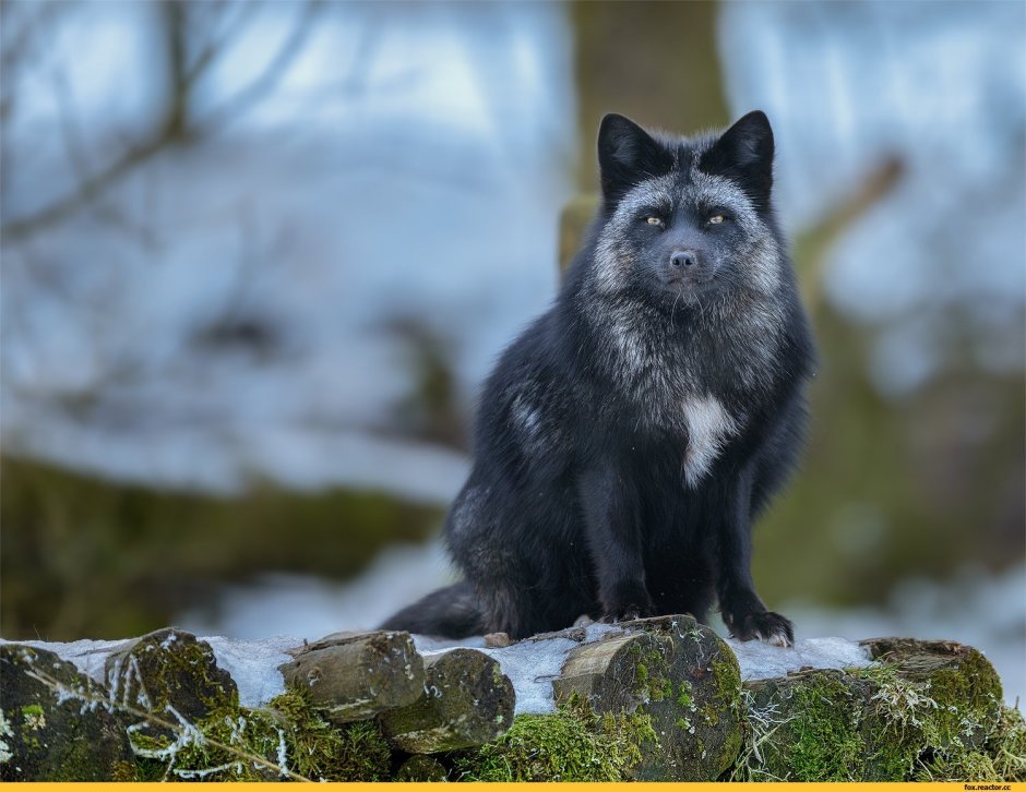 Огненная чернобурка