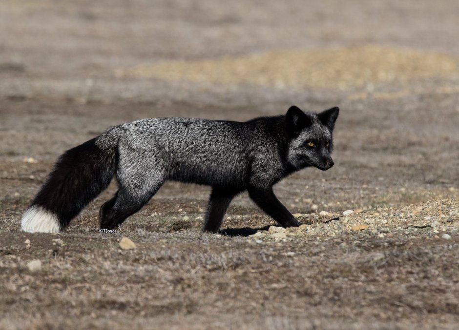 А Лисичка ушла?
