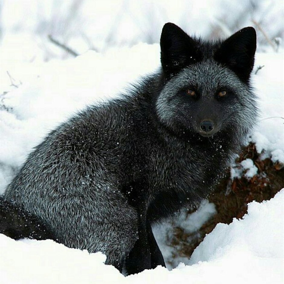 Чёрная лиса чернобурка