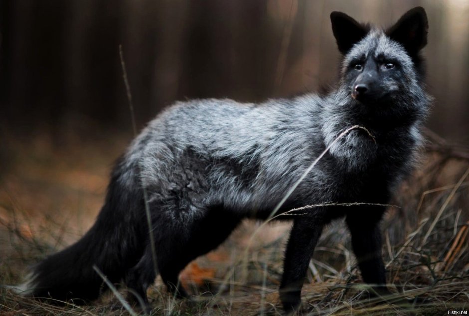 Чернобурый лиса осенью