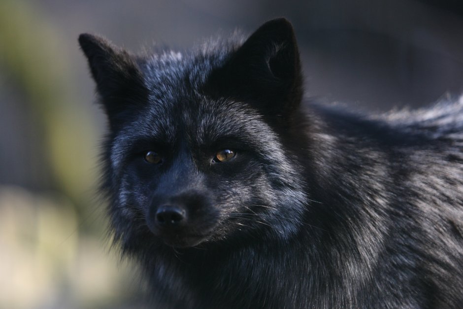 Песец меланист