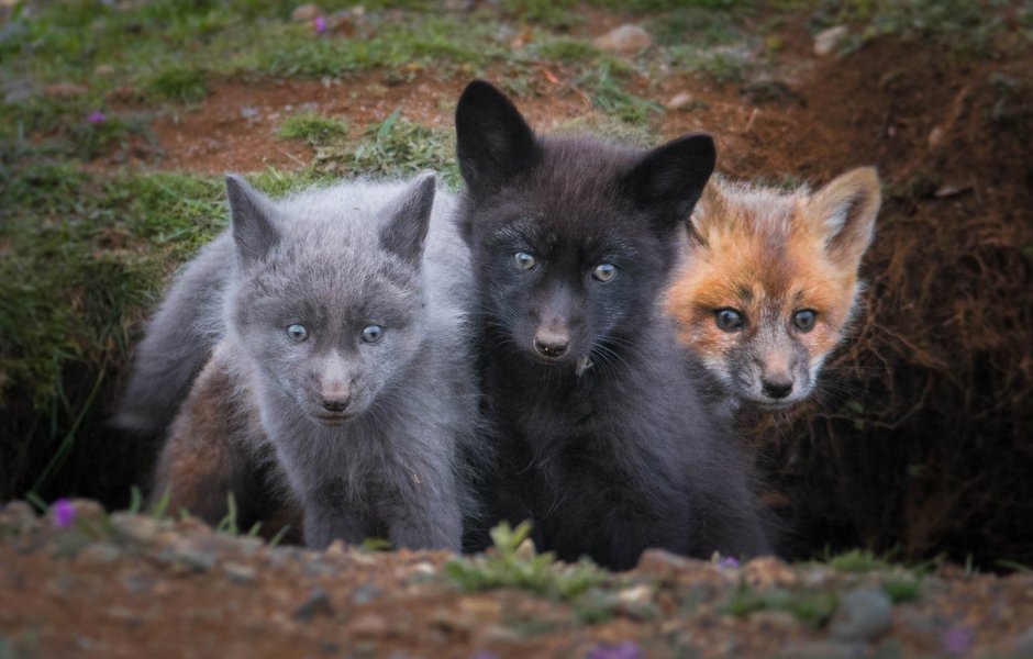 Silver Fox животное