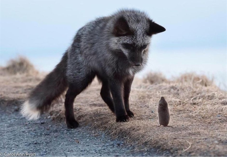 Чернобурая лисица в природе