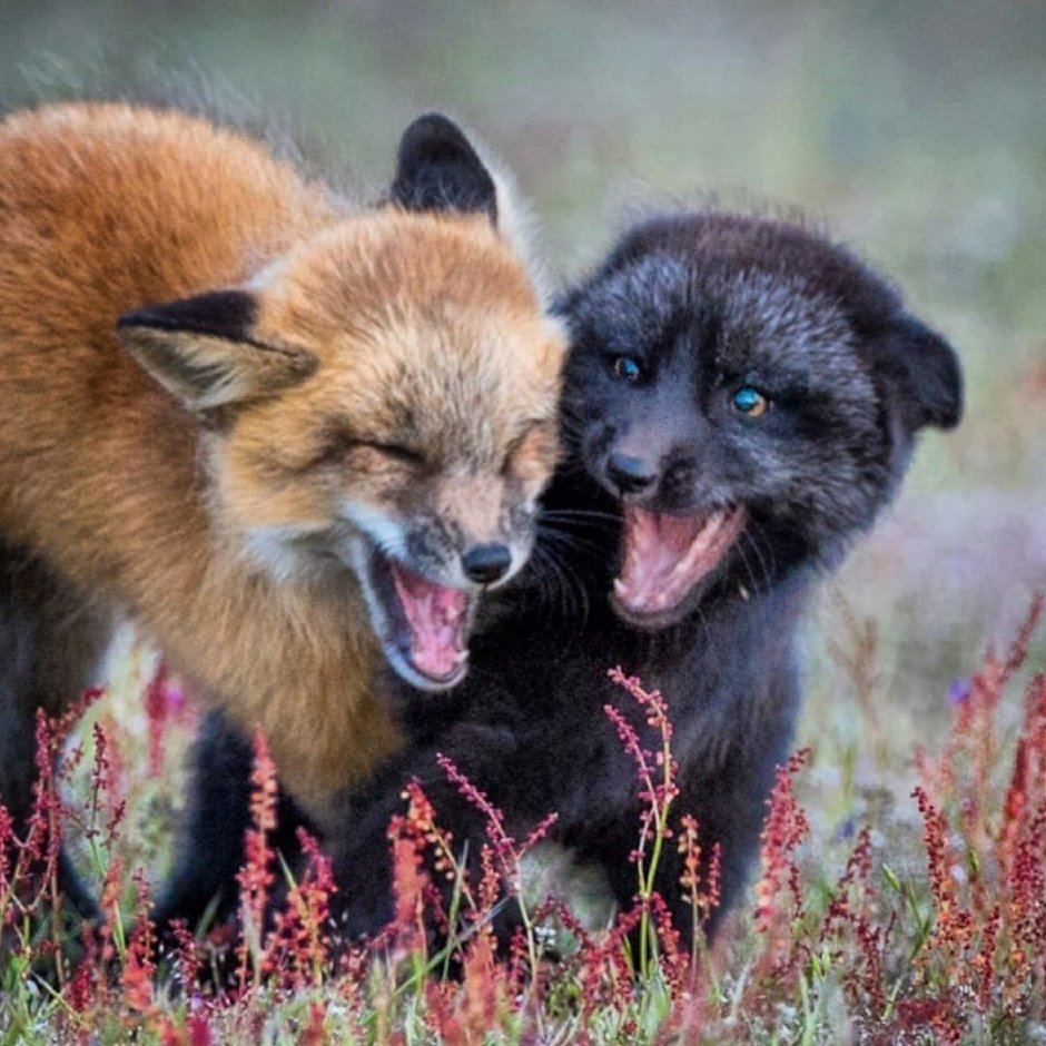 Лиса чернобурка