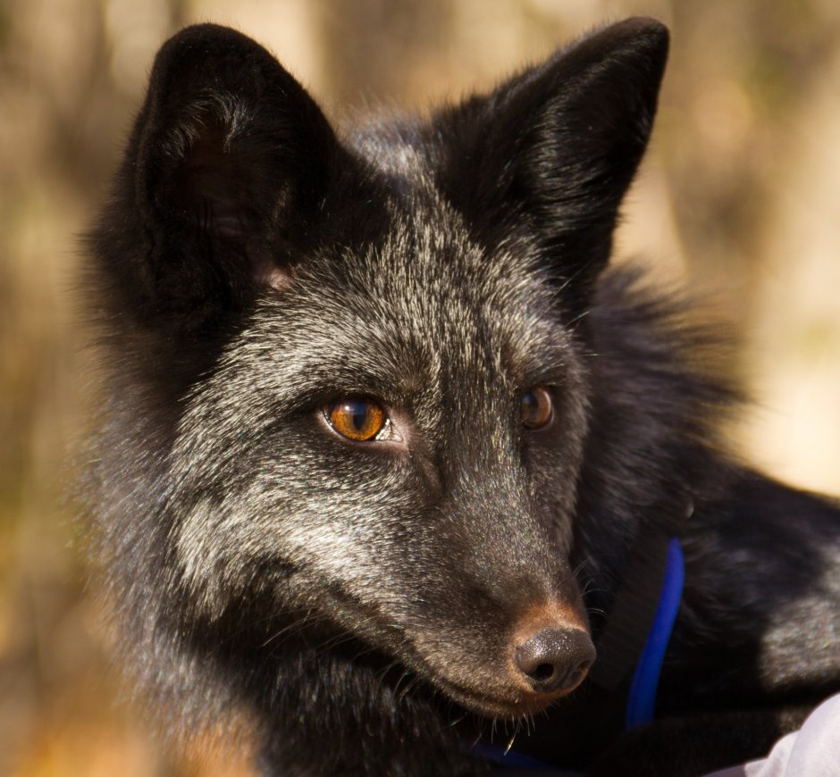 Песец и чернобурая лиса