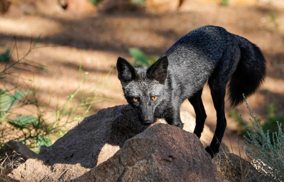 Чернобурая лисица в Удмуртии