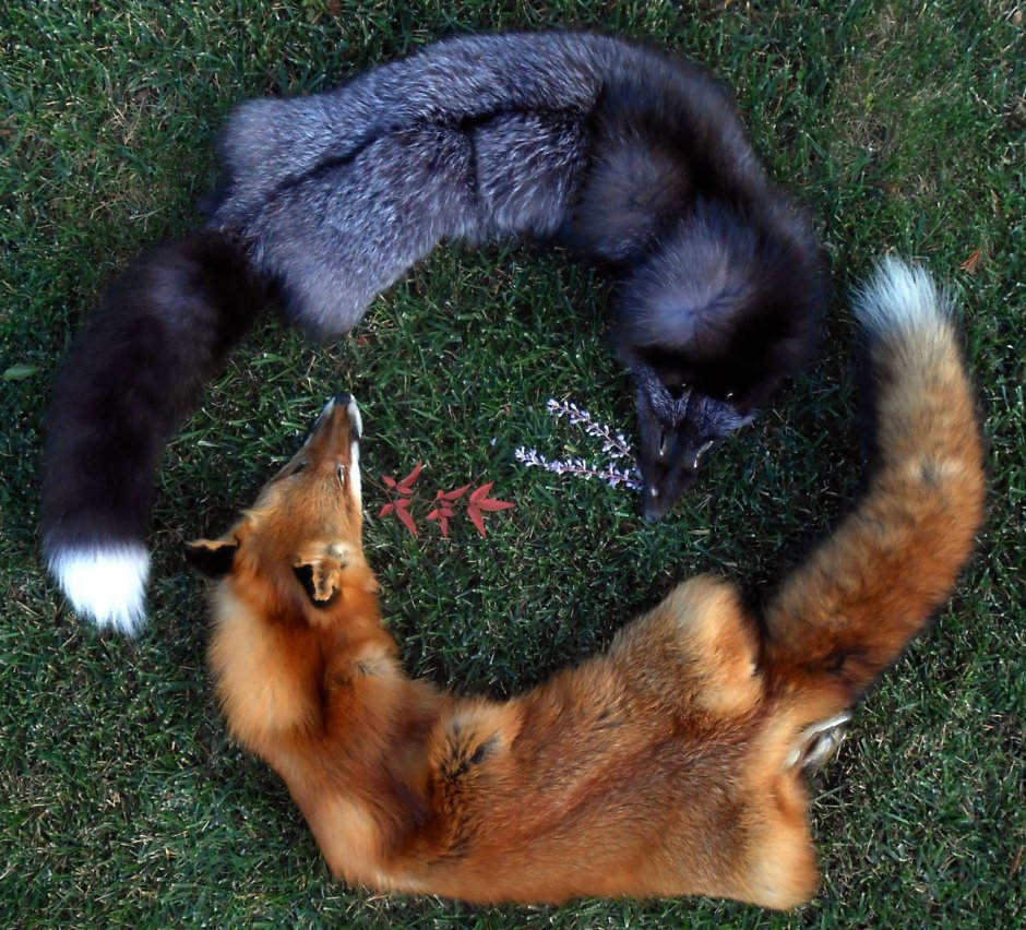 Лиса чернобурка