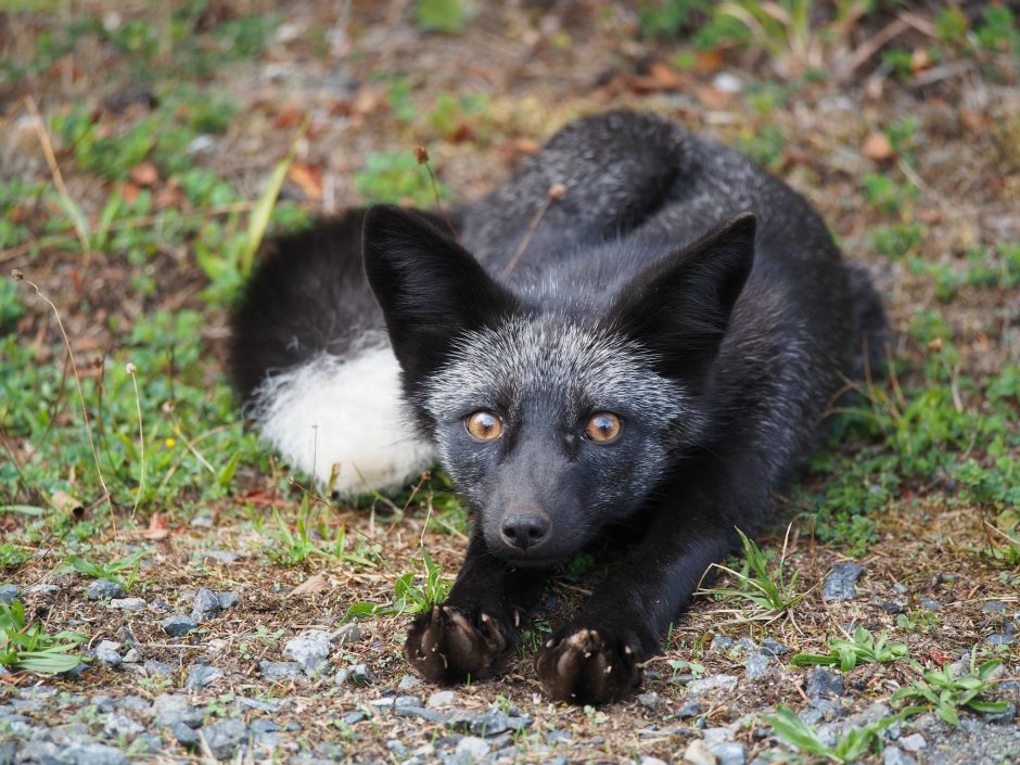 Канадская лисица чернобурая