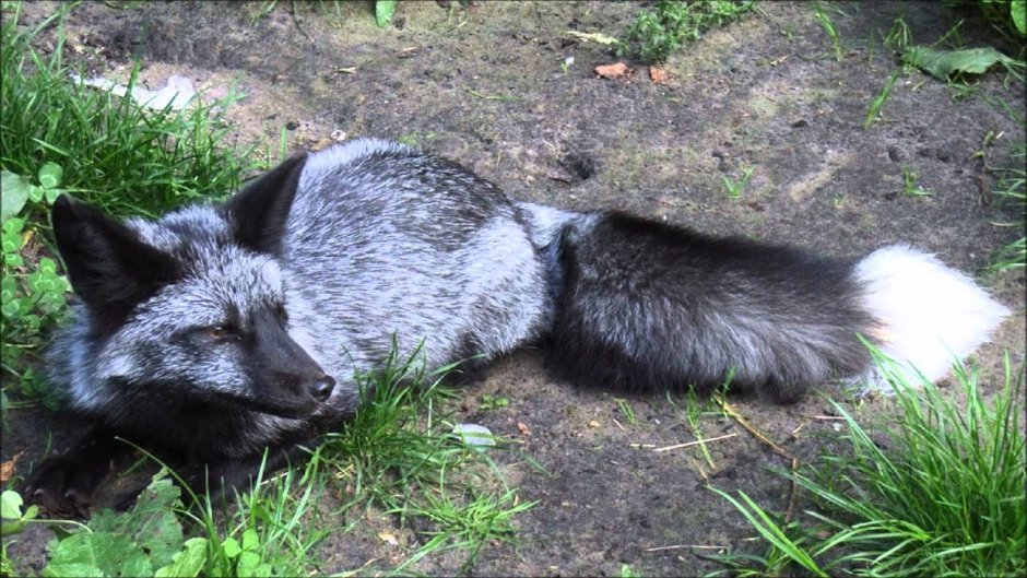 Чернобурая лиса