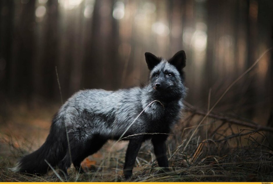 Чернобурая лиса