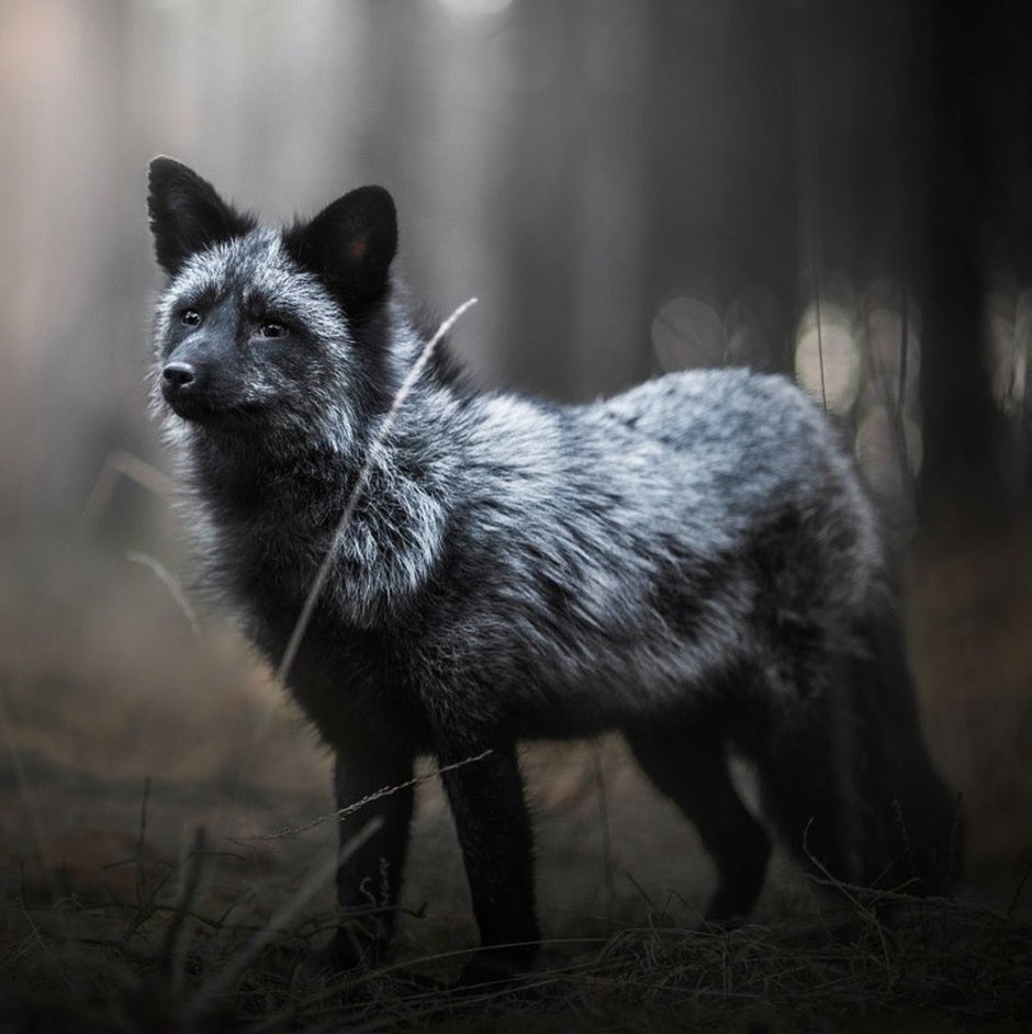 Канадская чернобурая лиса