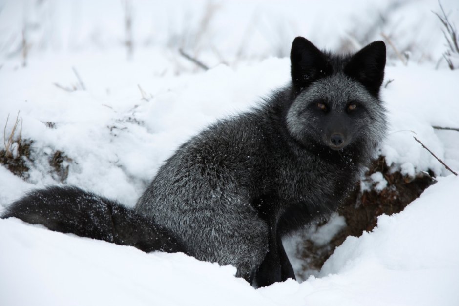 Финская чернобурая лиса