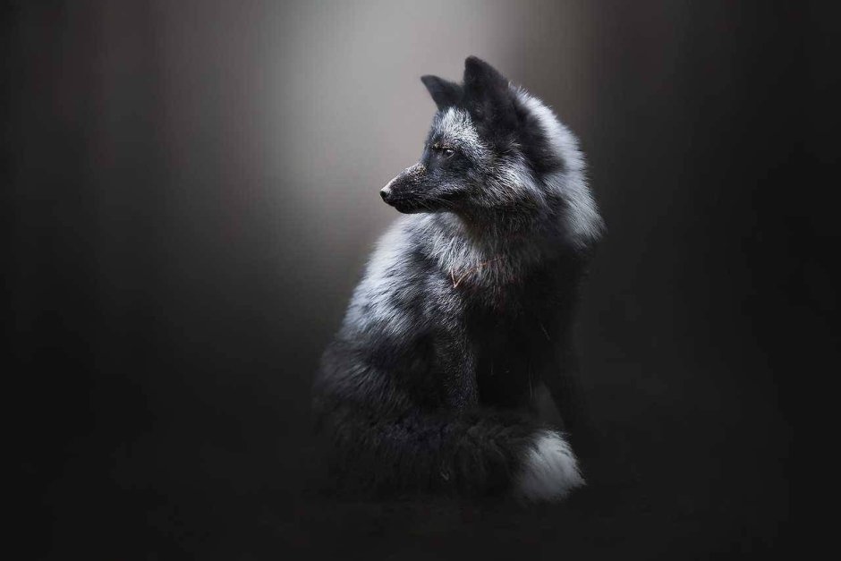 Чернобурая лиса Огненная