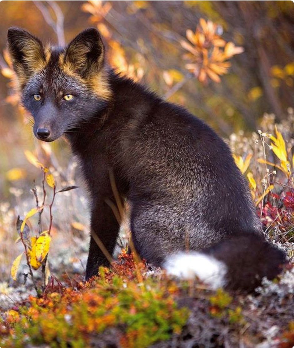 Чернобурая лисица