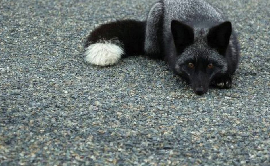 Чернобурая лиса