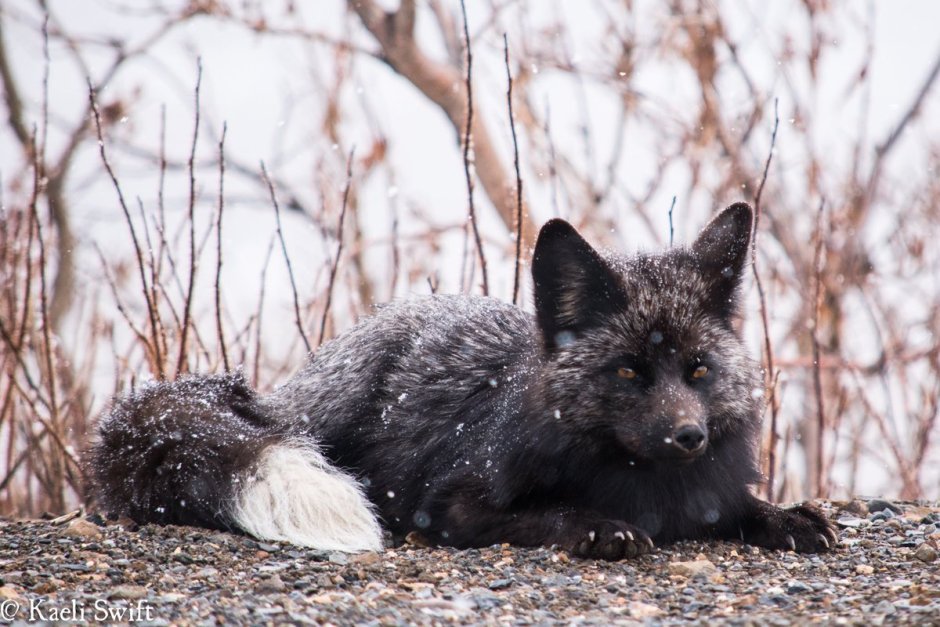 Чернобурая лисица зимой