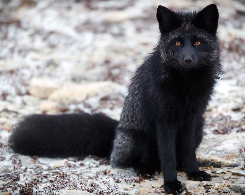 Песец и чернобурая лиса