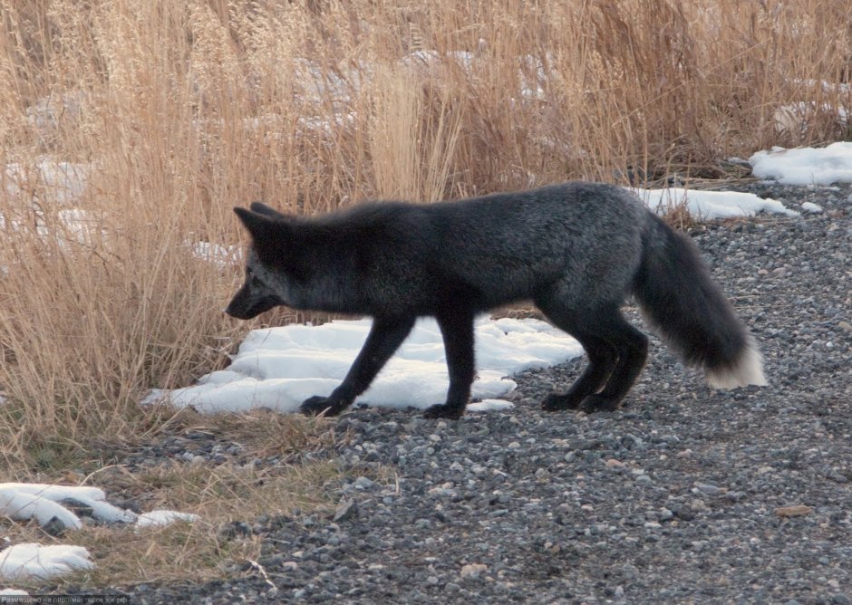 Песец меланист