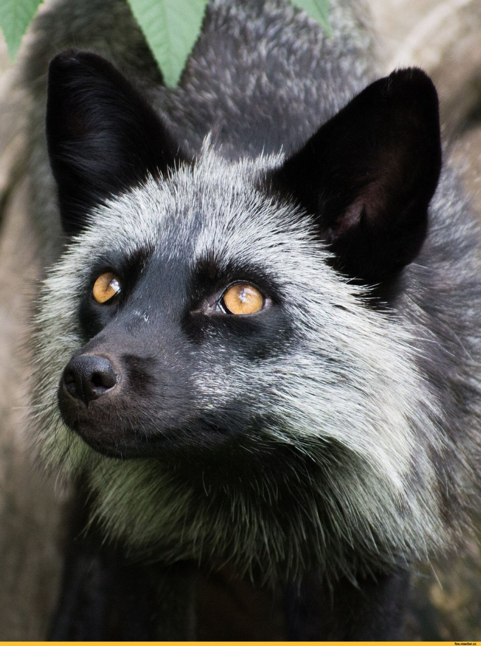 Лиса чернобурка