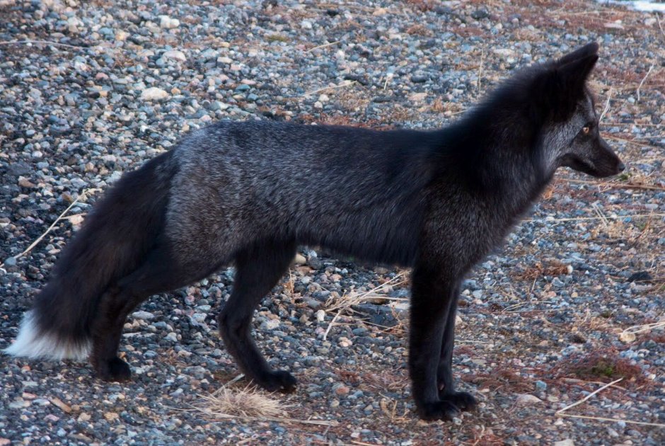 Чернобурая и белая лиса